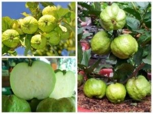 Trồng cây ổi giống vào chậu