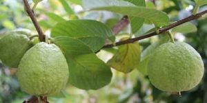 Ổi Nữ Hoàng chín trên cây