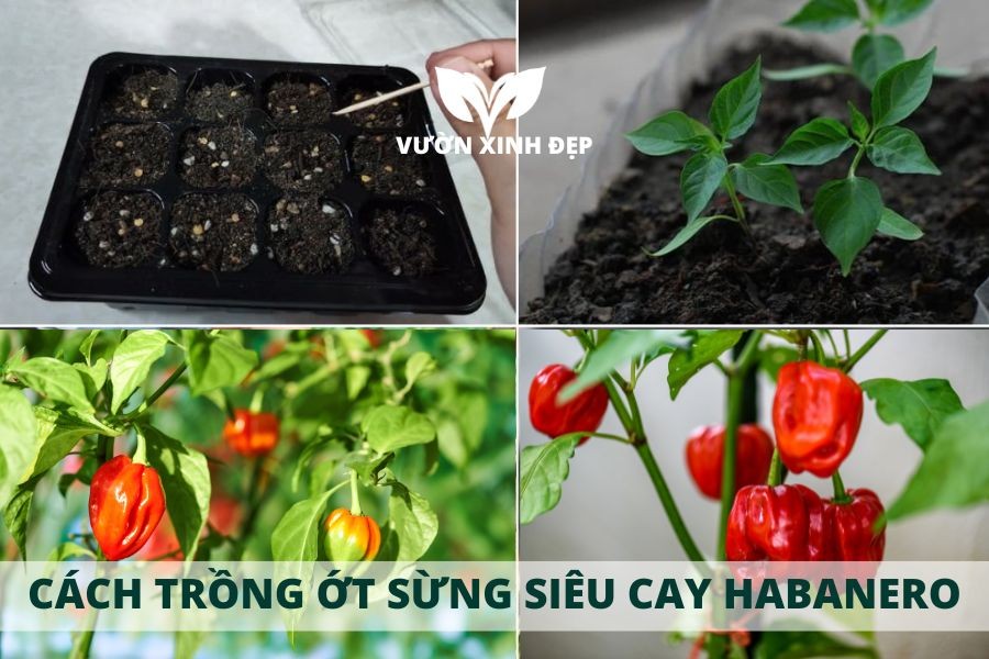 cach trong ot sieu cay habanero 2