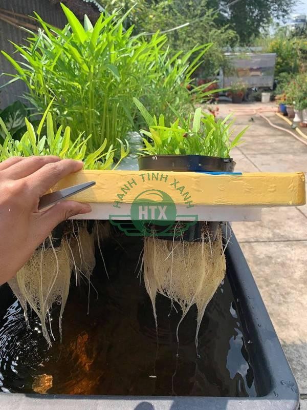 Tự làm hệ thống trồng rau thủy canh tại nhà đơn giản với vật liệu tái chế