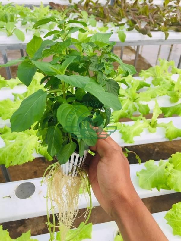 Cây rau phát triển xanh tốt trong hệ thống thủy canh sử dụng dịch trùn quế