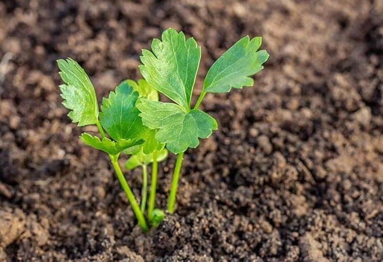 Các giai đoạn sinh trưởng của rau cần nước tại nhà