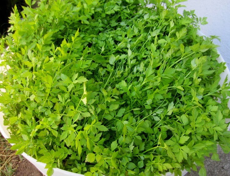 Chăm sóc rau cần nước tại nhà đảm bảo ẩm độ
