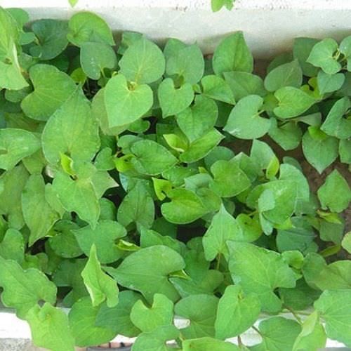 Cách trồng rau diếp cá tươi ngon