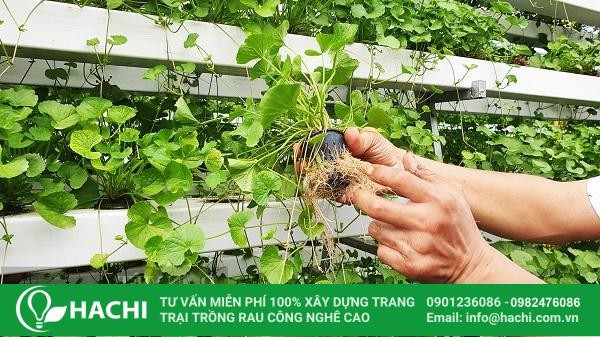 Thiết bị đo độ pH và EC của dung dịch dinh dưỡng thủy canh