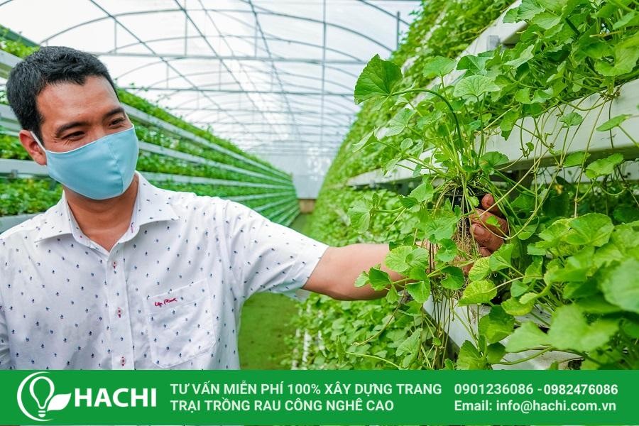 Mô hình trồng rau má thủy canh quy mô lớn của anh Võ Thanh Beo