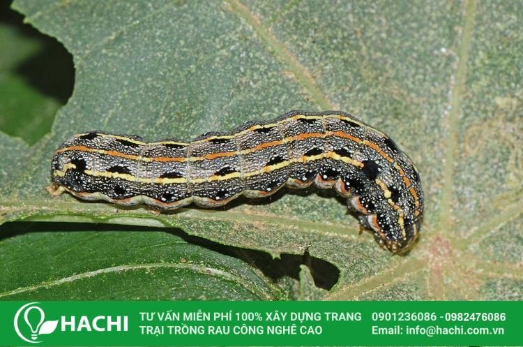 Sâu ăn tạp gây hại trên lá rau má