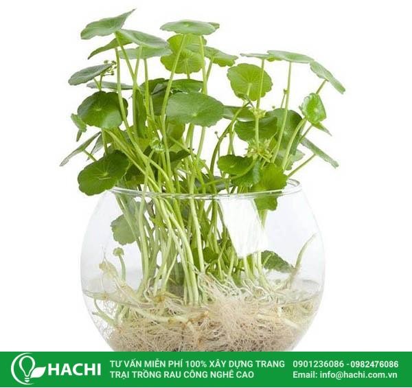 Cây rau má con được ngâm rễ trong dung dịch dinh dưỡng thủy canh