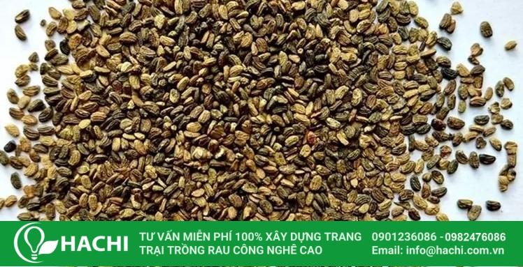 Hạt giống rau má chuẩn bị cho gieo trồng thủy canh