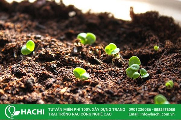 Quy trình gieo hạt rau má trên giá thể trong khay
