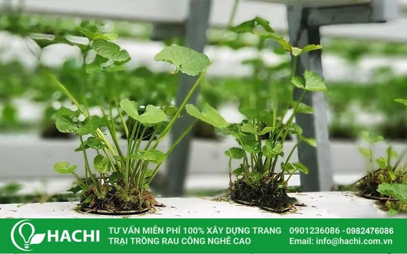 Đặt cây rau má con vào rọ và chuyển lên giàn thủy canh