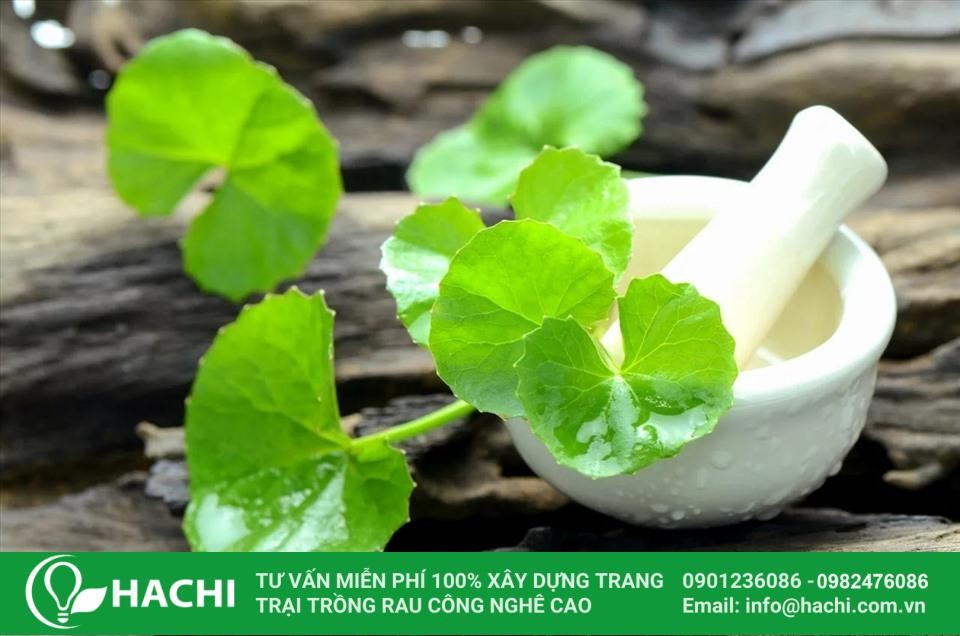 Rau má tươi xanh sau thu hoạch, minh họa cho lợi ích dinh dưỡng