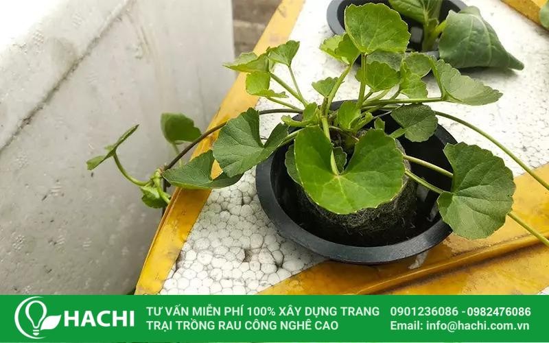 Cây rau má phát triển tốt dưới ánh sáng tự nhiên trong hệ thống thủy canh tại nhà