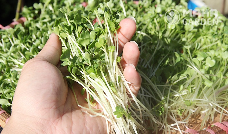 Thành quả rau mầm sạch trồng bằng xơ dừa