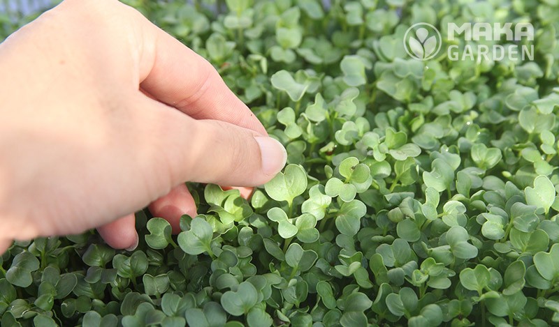 Rau mầm trồng bằng xơ dừa sẵn sàng thu hoạch