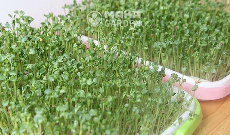Thu hoạch rau mầm thủy canh sau 5-6 ngày trồng