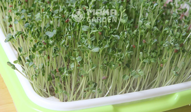 Mẻ rau mầm thủy canh tự trồng sẵn sàng sử dụng