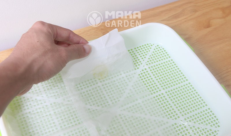 Trải khăn giấy lên mặt lưới khay trồng rau mầm