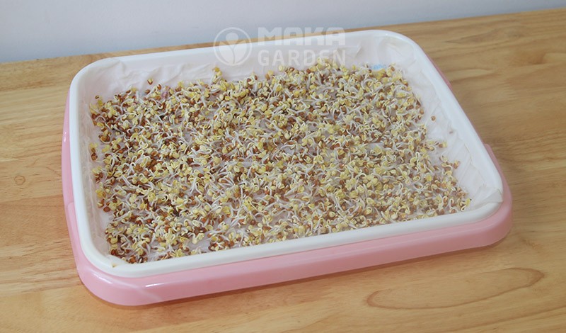 Rau mầm nảy mầm sau khi che đậy