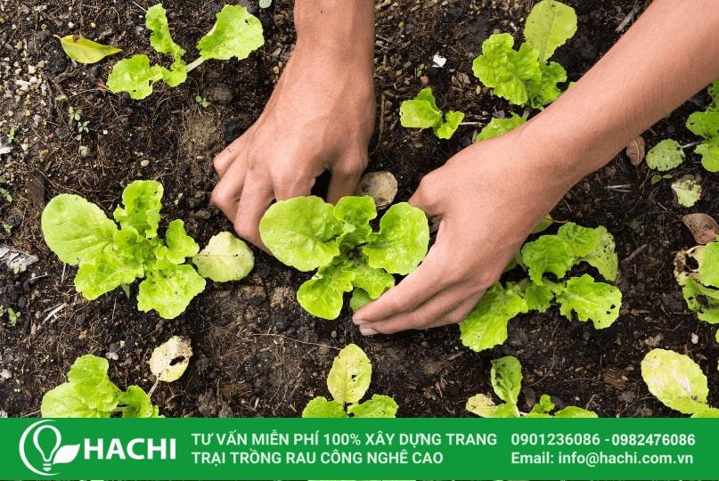 Trồng rau trong mùa mưa có thể thiếu ánh sáng cần thiết