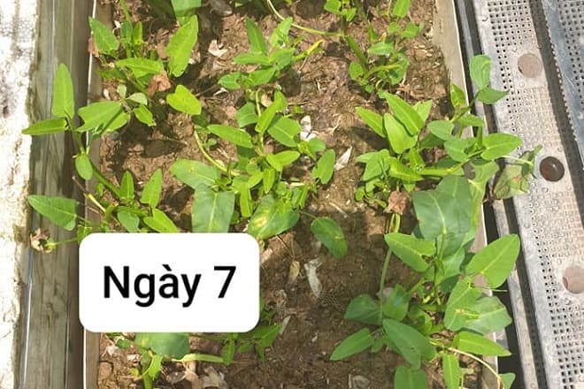 Chuyển chậu rau muống cạn ra nắng giúp cây phát triển khỏe mạnh
