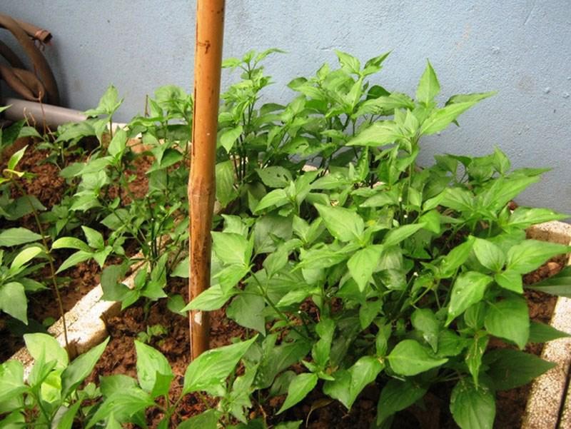 Cây rau ngót Nhật con đang phát triển khỏe mạnh