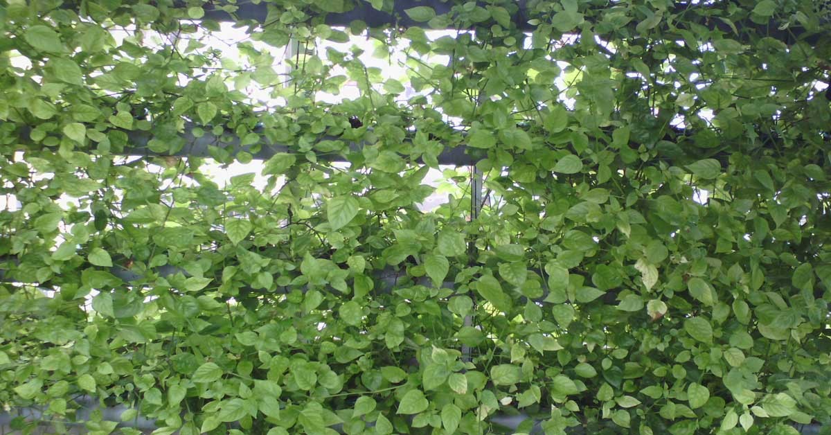 Lá rau ngót Nhật tươi tốt, sẵn sàng thu hoạch