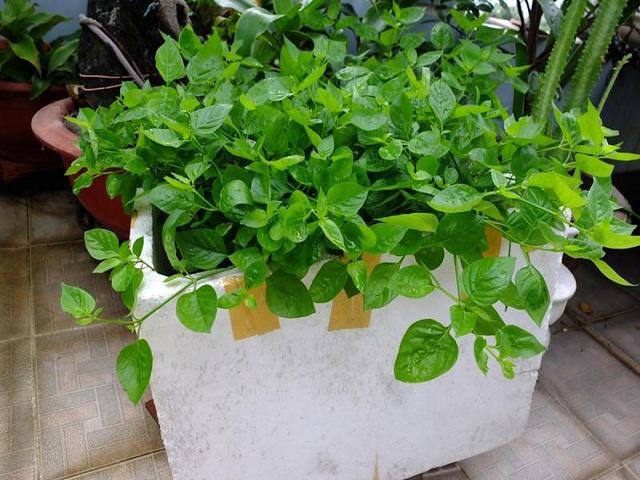 Thùng xốp tái chế dùng để trồng rau ngót Nhật tại nhà