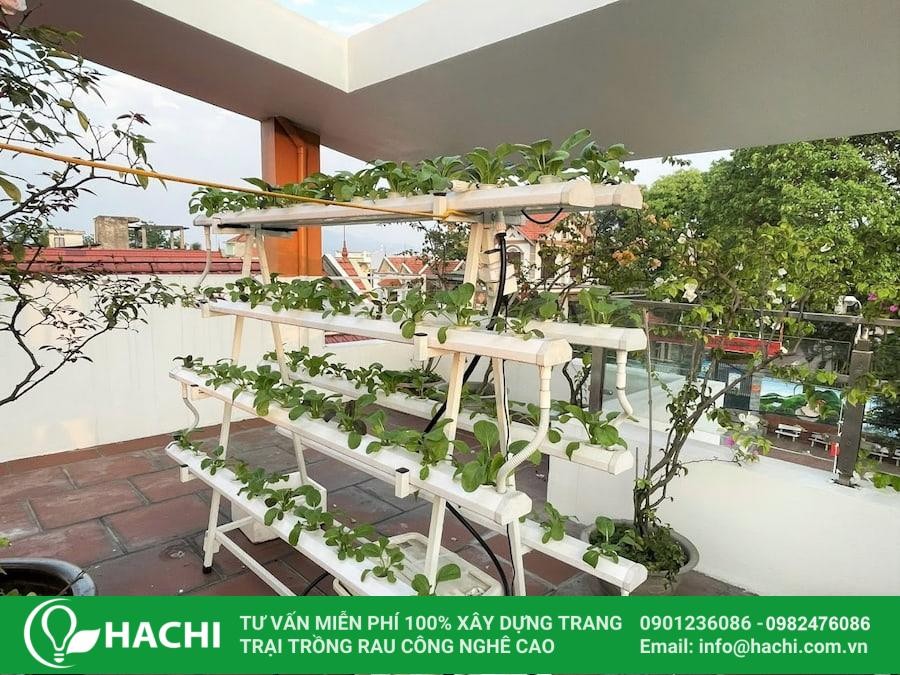 Trồng rau thủy canh trên sân thượng giúp tận dụng tối đa không gian sống
