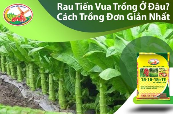 Hình ảnh minh họa cách trồng rau tiến vua tại nhà