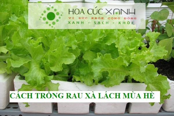 Trồng rau xà lách mùa hè tại nhà trong thùng xốp