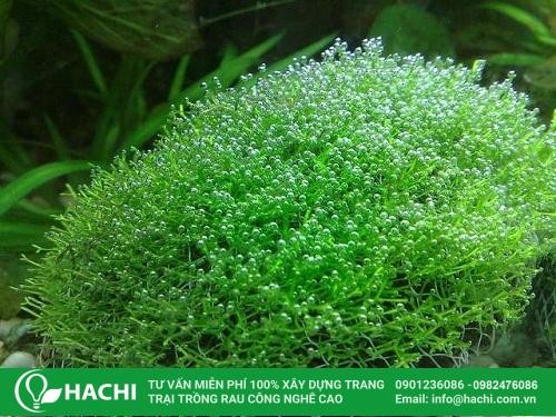 Cách trồng rêu thủy sinh trên đá tròn bằng lưới