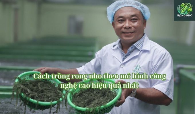 Mô hình nuôi trồng rong nho biển bằng công nghệ cao trong hệ thống bể