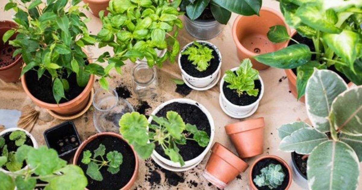 Hướng dẫn cách trồng và chăm sóc sen đá chuỗi ngọc bi trong chậu