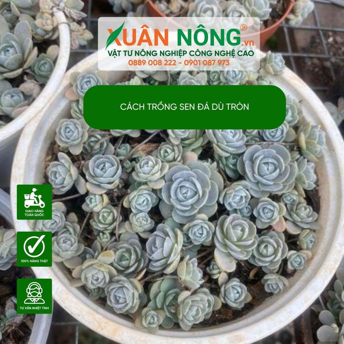 Sen đá Dù Tròn lá xếp tròn trịa, chuẩn bị cho cách trồng sen đá dù tròn
