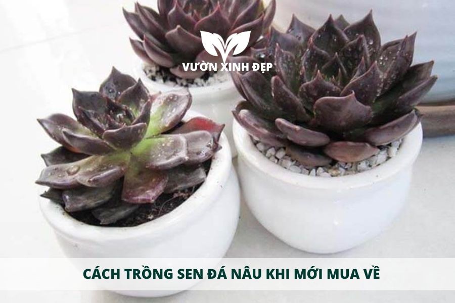 Hình ảnh minh họa cách trồng sen đá nâu vào chậu mới bằng giá thể