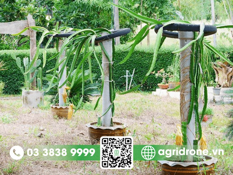 Ưu điểm của việc trồng thanh long trong chậu