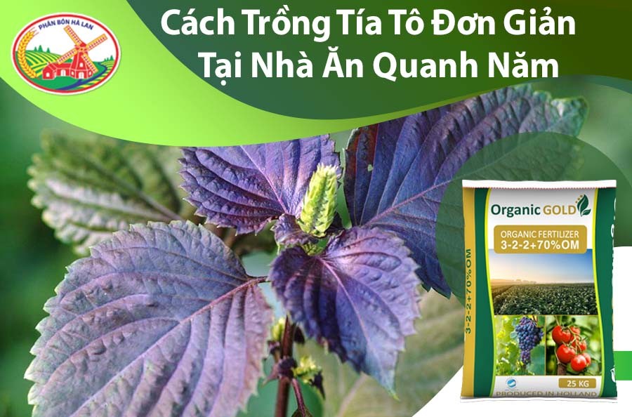Hình ảnh cây tía tô trồng tại nhà xanh tốt
