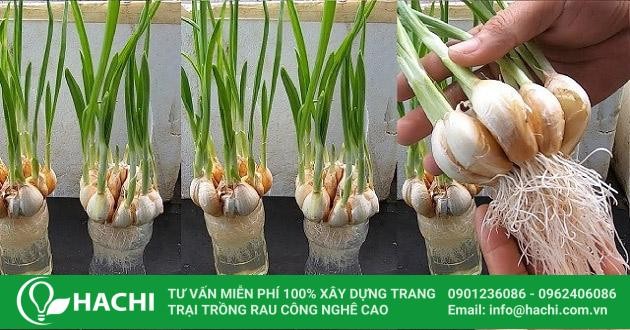 Chăm sóc bộ rễ tỏi thủy canh giai đoạn đầu