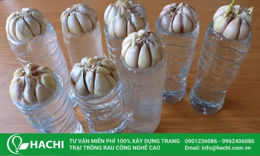 Hướng dẫn đặt tép tỏi vào dụng cụ trồng thủy canh