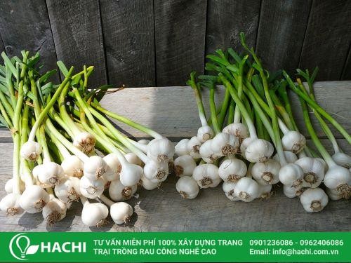 Lợi ích sức khỏe từ tỏi trồng thủy canh
