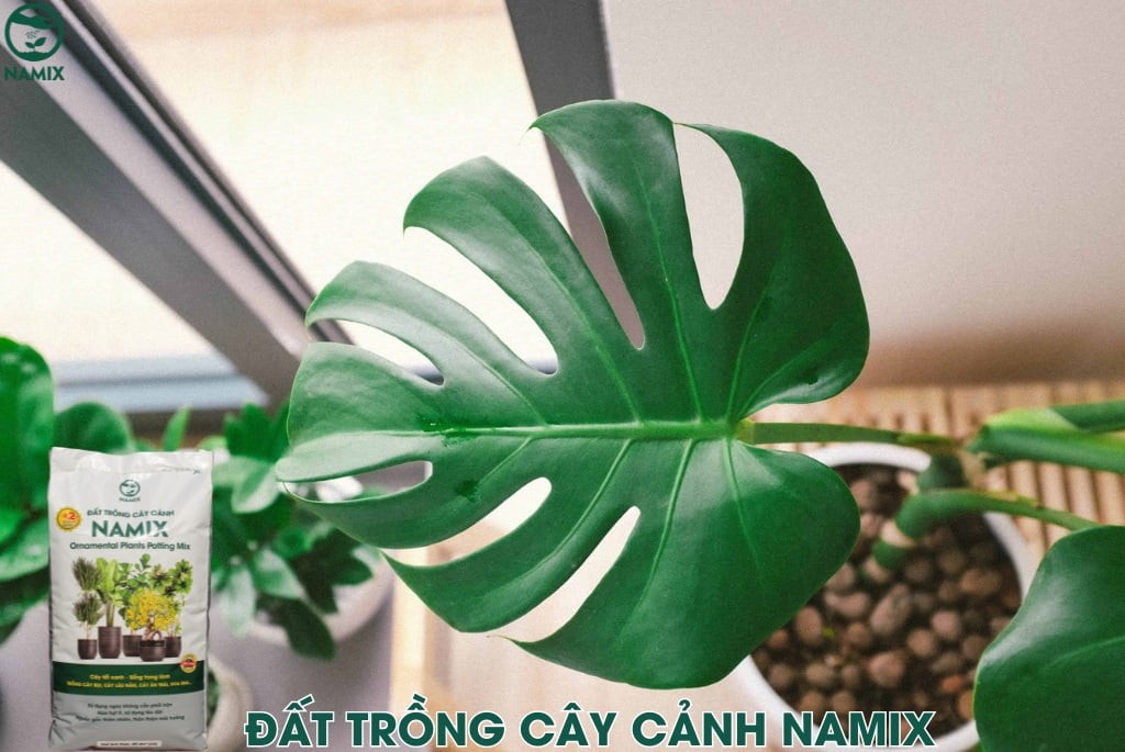 Cây trầu bà lá xẻ con nảy mầm từ hạt trong đất trồng