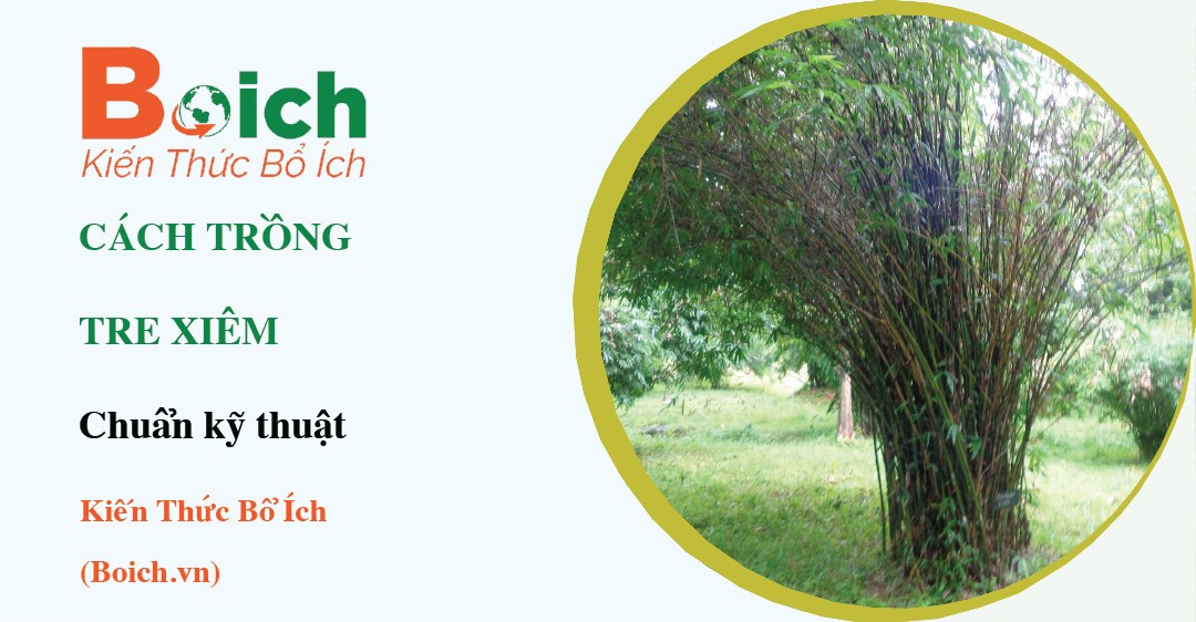 Cây tre xiêm xanh tốt trong chậu, minh họa cách trồng tre xiêm tại nhà