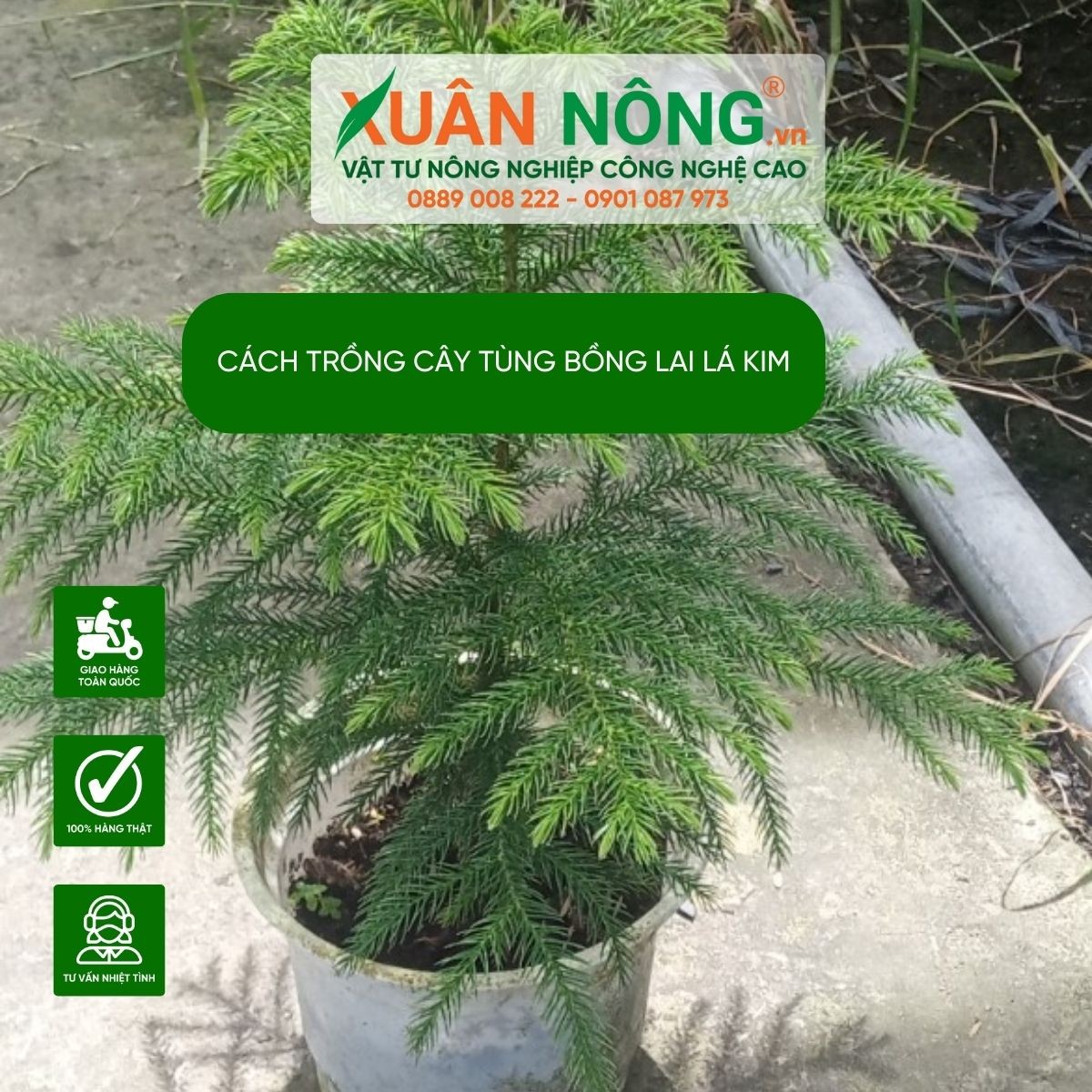 chuẩn bị trồng cây tùng lá kim trong chậu