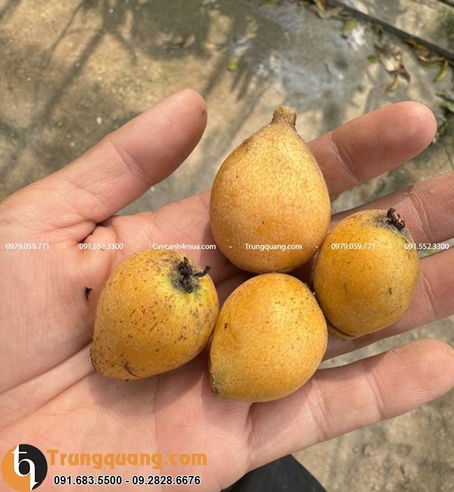 Cành nhót nhật sai quả, chín mọng hấp dẫn