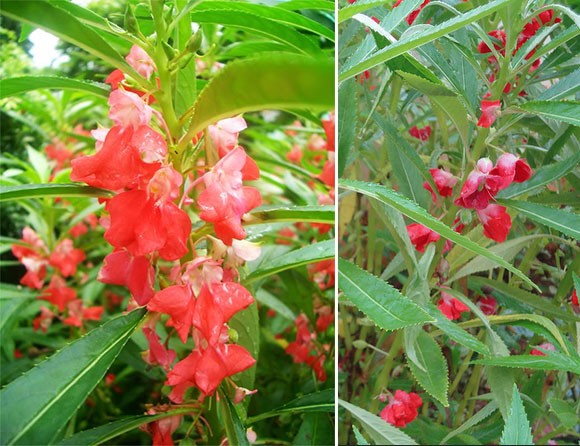 Hoa bóng nước đang phát triển trong chậu