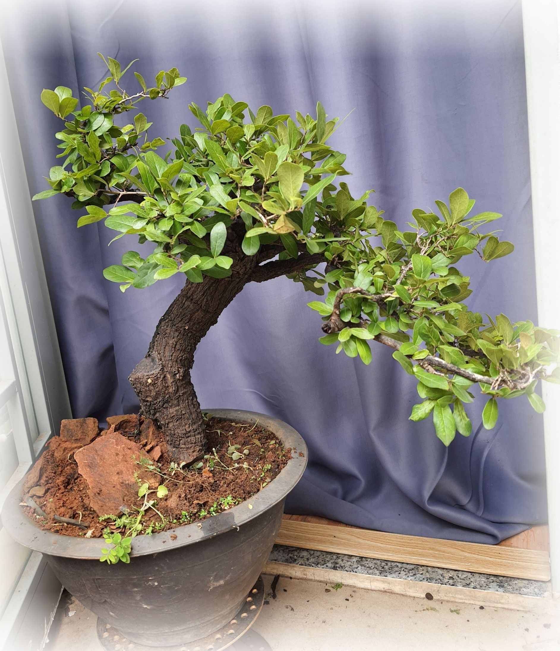 cách trồng cây cẩm thị dáng bonsai