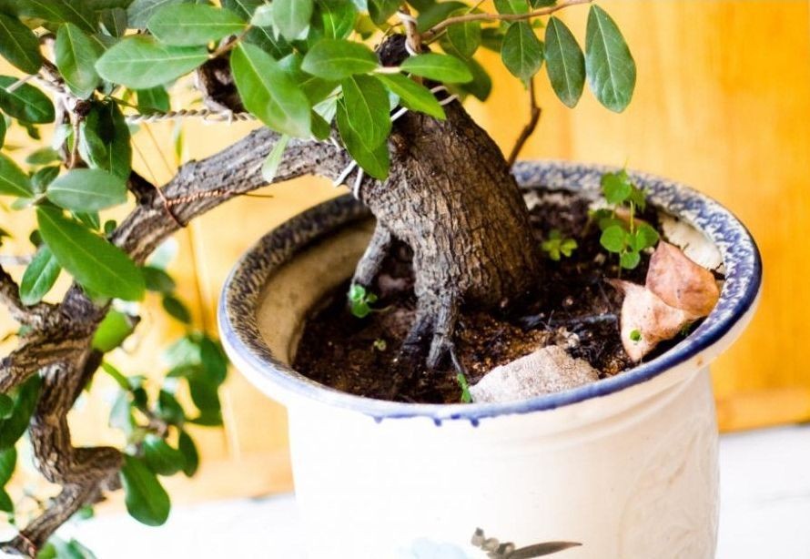 Chăm sóc cây cẩm thị cần nhiều công sức