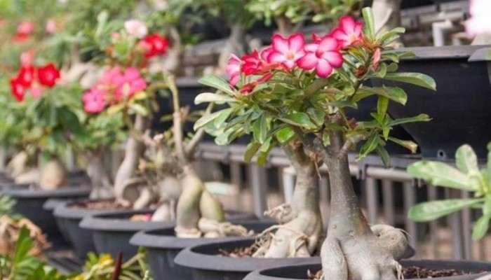 Hướng dẫn cách trồng và chăm sóc cây hoa sứ trong chậu