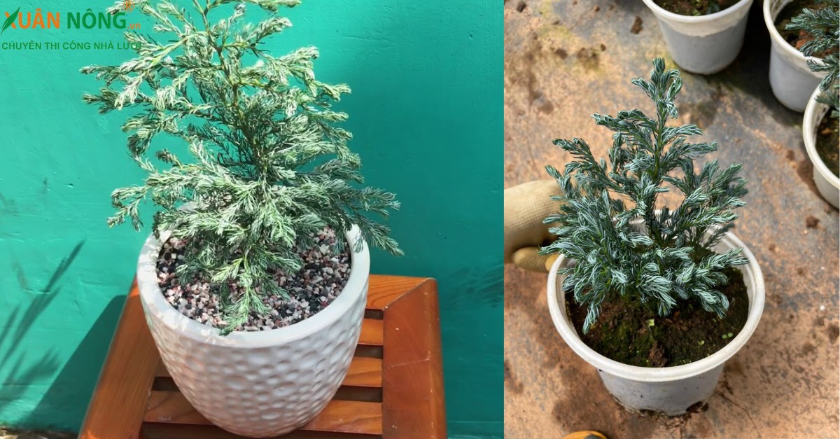 Hướng dẫn chi tiết cách trồng cây tuyết tùng bonsai tại nhà